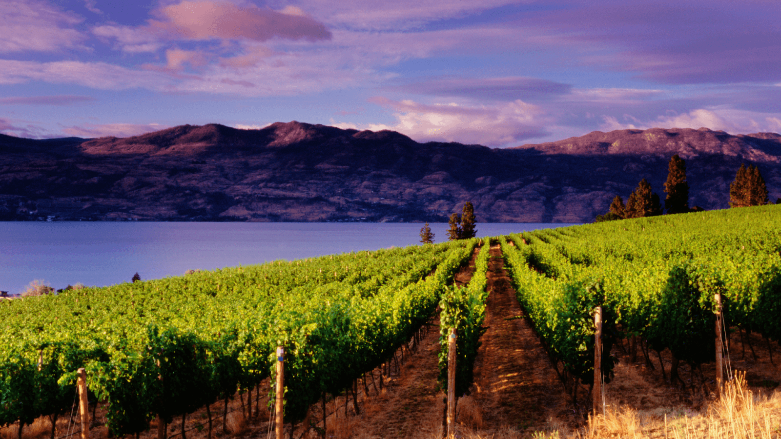 Vineyard rows at dusk overlooking Okanagan Lake and the mountains near Kelowna