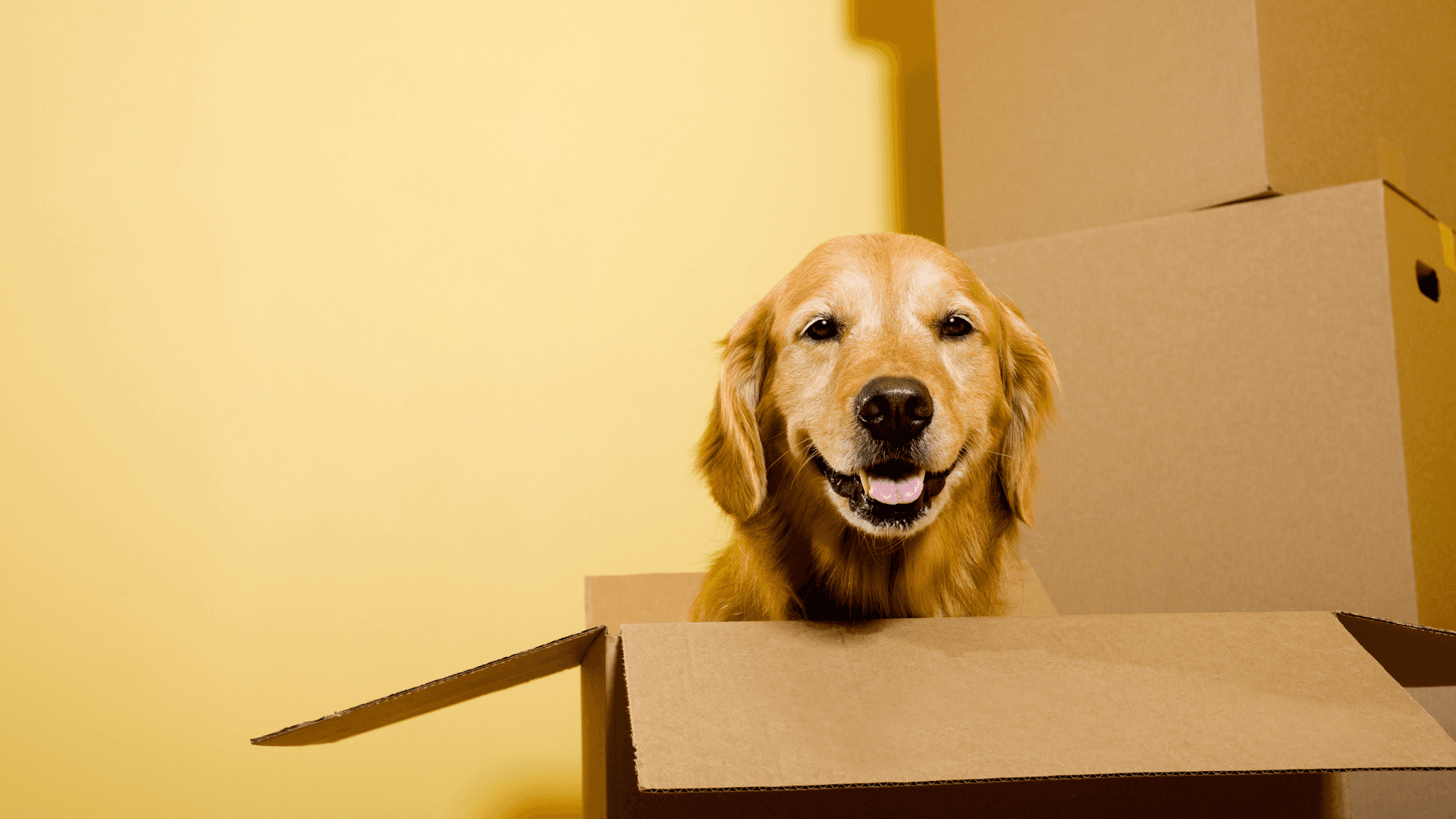 A golden retriever sitting inside a cardboard moving box
